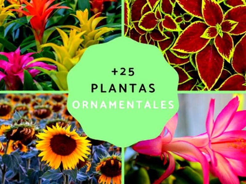 Las plantas ornamentales Perú - Vivero Dani | Construex