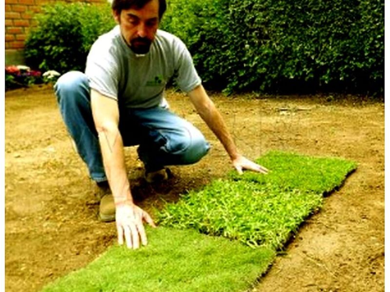 Grass Japonés Perú - Servicios de Jardinería JR | Construex
