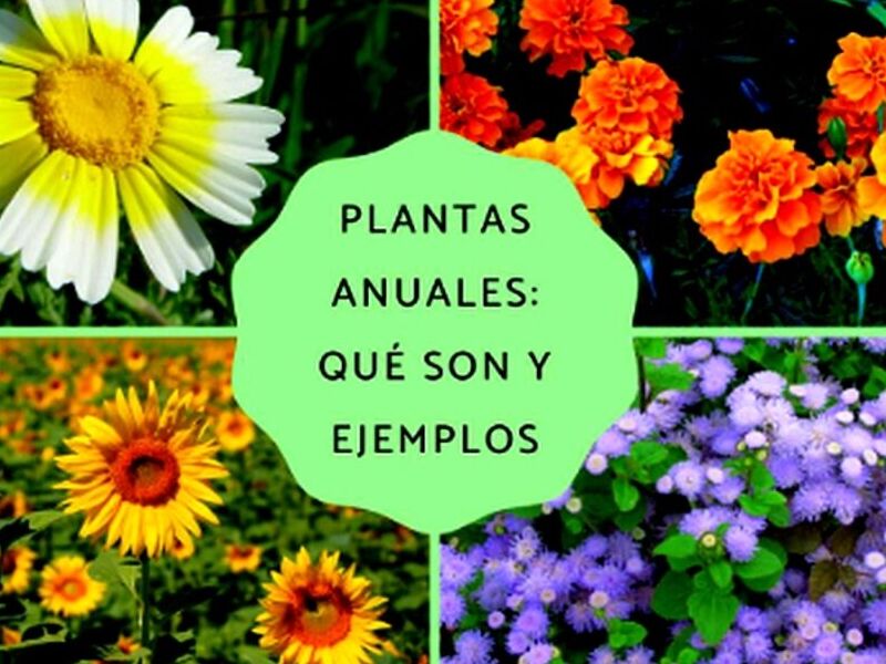 Flores Anuales Perú - Servicios de Jardinería JR | Construex