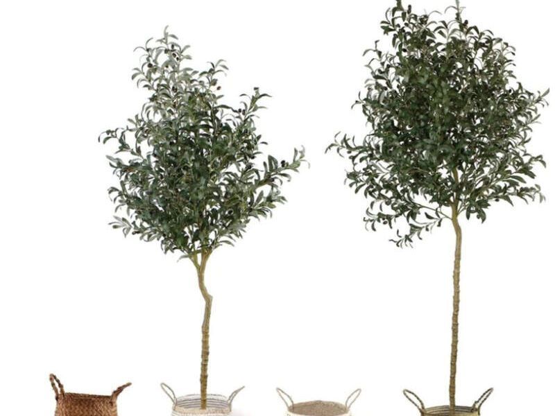 Tuscan Olive Tree with Olive Fruit - 120 cms - Instagreen | Construex